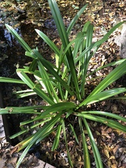 Crinum americanum