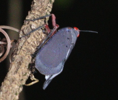 Kalidasa nigromaculata