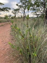Cryptolepis oblongifolia