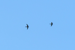 Apus affinis