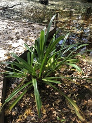 Crinum americanum