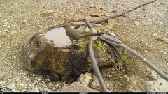 Toxostoma crissale