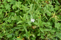 Stellaria radians