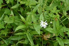 Stellaria radians