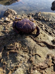 Paraxanthus barbiger