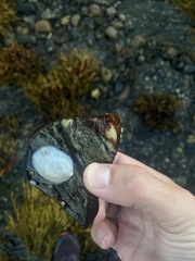 Crepidula plana