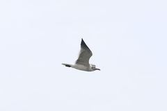 Leucophaeus atricilla