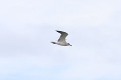 Leucophaeus atricilla