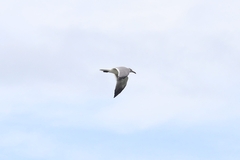 Leucophaeus atricilla