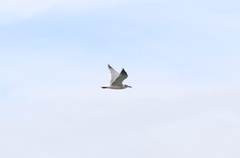 Leucophaeus atricilla