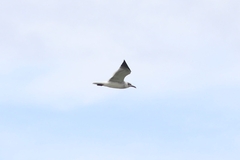 Leucophaeus atricilla