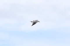 Leucophaeus atricilla