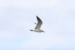 Leucophaeus atricilla