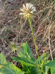 Dipsacus strigosus