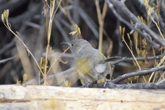 Camaroptera brachyura