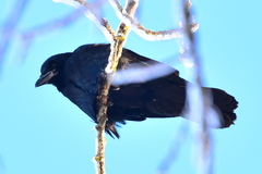 Corvus frugilegus