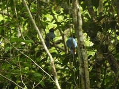 Cyanocorax yucatanicus