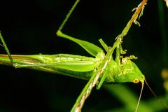 Conocephalus longipes