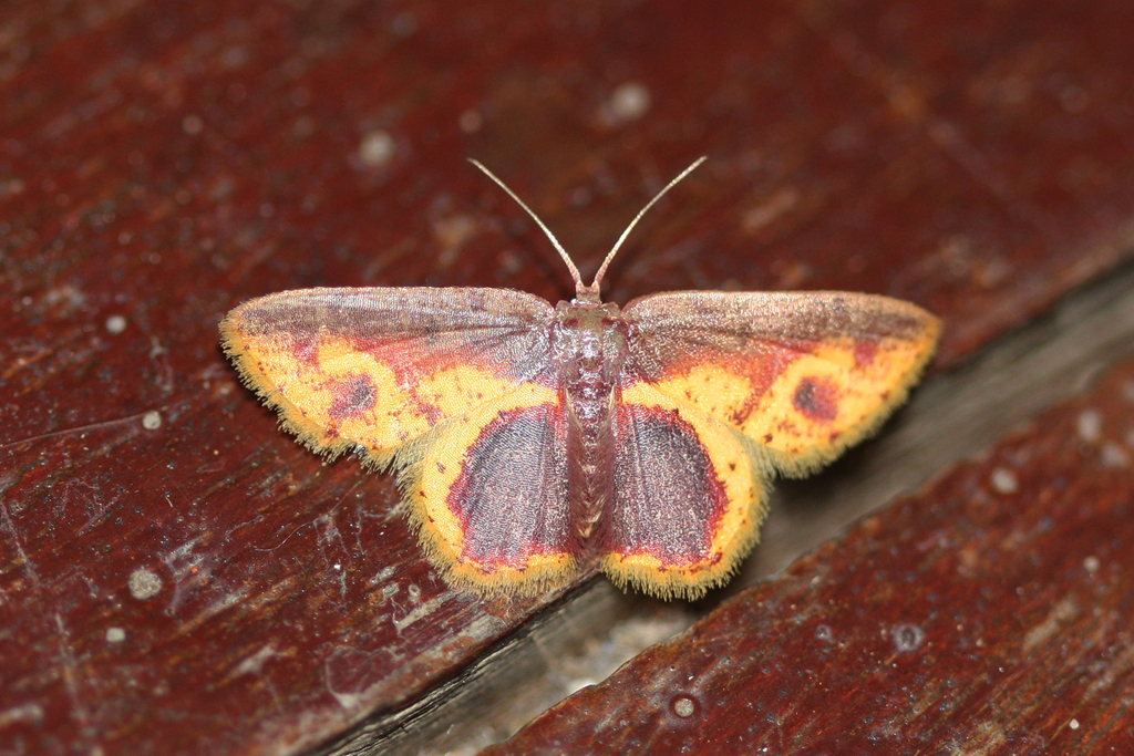 Chrysocraspeda mitigata