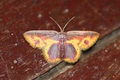 Chrysocraspeda mitigata