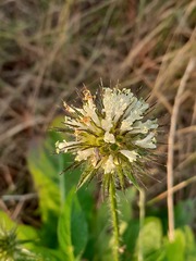 Dipsacus strigosus