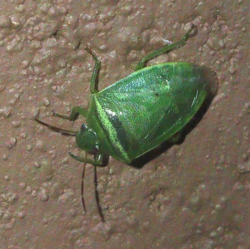 Stink bug