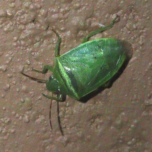 Stink bug