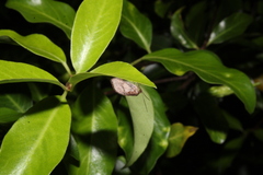 Drepanacra binocula