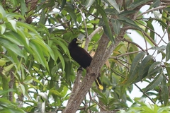 Psarocolius decumanus