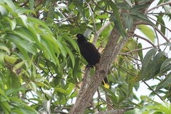 Psarocolius decumanus