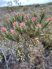 Leucadendron stelligerum