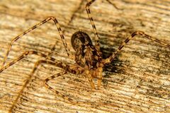 Scytodes globula