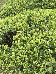 Buxus
