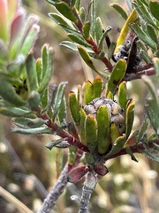 Leucadendron stelligerum