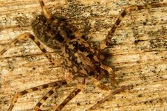 Scytodes globula