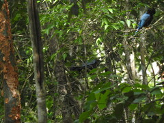 Cyanocorax yucatanicus