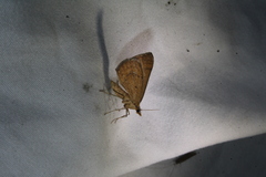 Anachloris subochraria