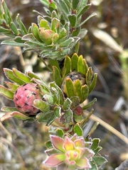 Leucadendron stelligerum