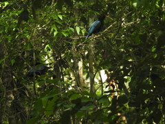 Cyanocorax yucatanicus