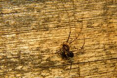 Scytodes globula