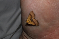 Anachloris subochraria