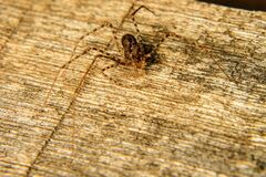 Scytodes globula