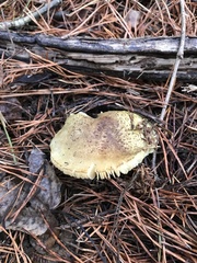 Tricholoma sejunctum