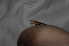 Anachloris subochraria