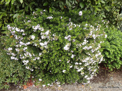 Veronica diosmifolia