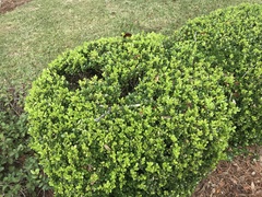 Buxus