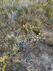 Leucadendron stelligerum