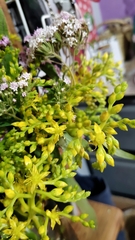 Sedum dendroideum