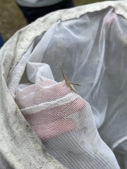 Achurum carinatum
