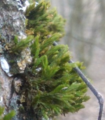 Lewinskya